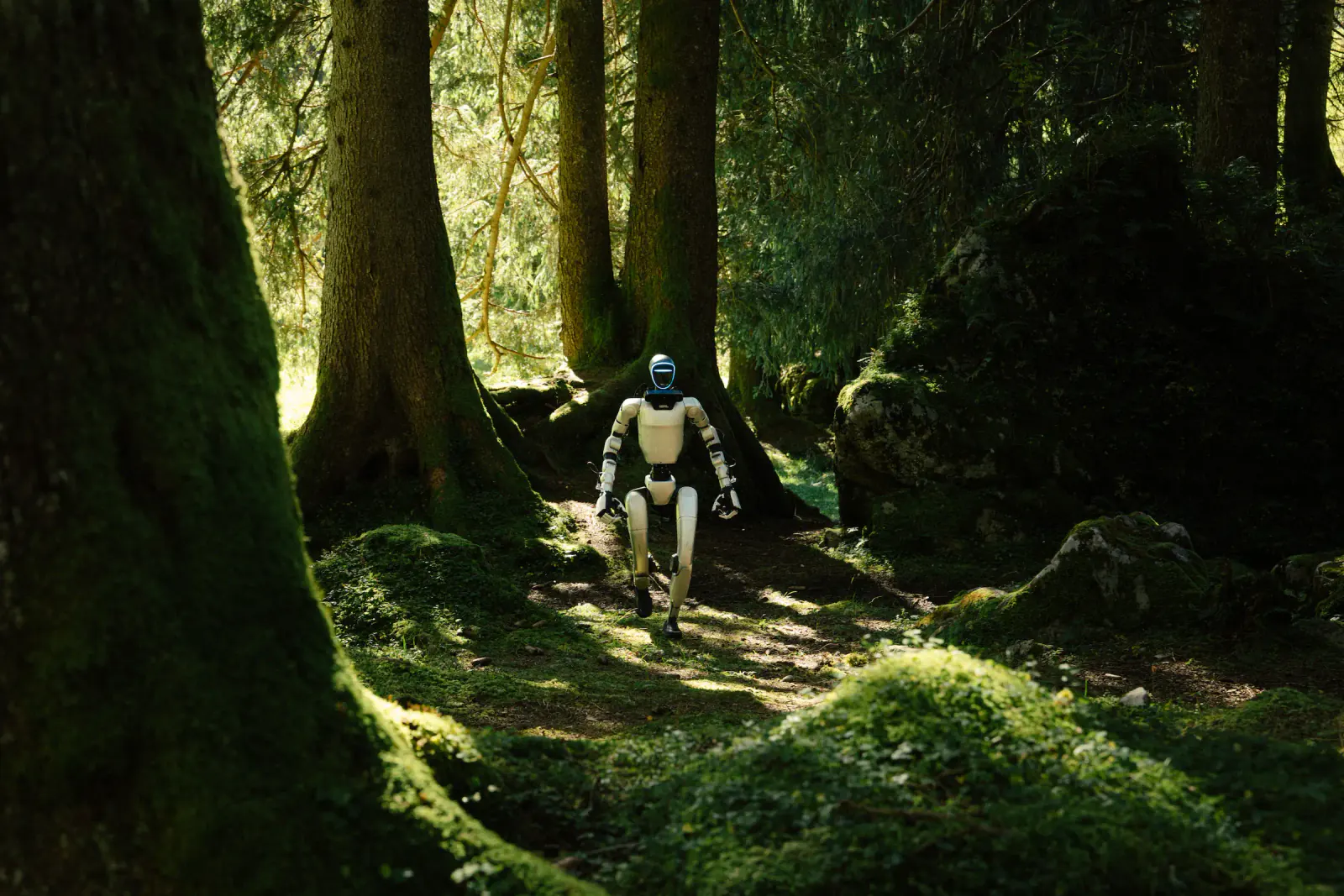 A small robot exploring a misty forest